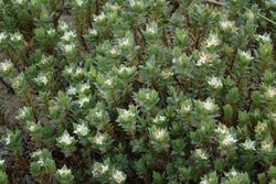 Pimelea lyallii 2655629.jpg