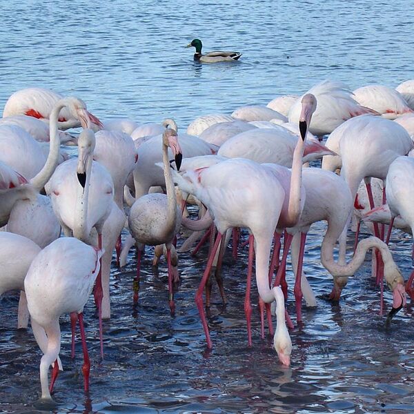 File:Pink Flamingos with Duck - Camargue, France - April 2007 (cropped).jpg