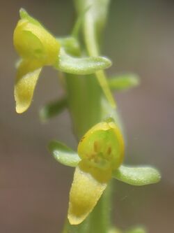 Platanthera limosa (cropped).jpg
