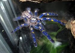 Poecilotheria metallica - juvenile male.jpg