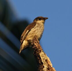 Polynesian starling matei jun08.JPG