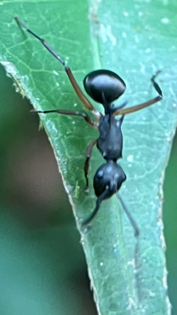 Polyrhachis hippomanes.png