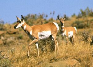 Pronghorn antelope.jpg