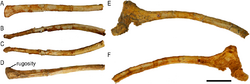 Protoceratops ZPAL MgD-II 3 ischia.png