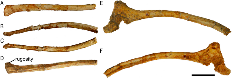 File:Protoceratops ZPAL MgD-II 3 ischia.png