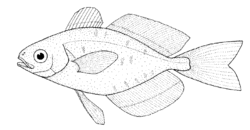 Psenes pellucidus (Bluefin driftfish).gif