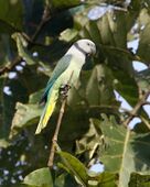 A white parrot with green-blue wings, a yellow tail, and a grey collar
