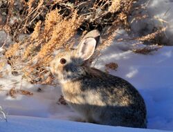 Pygmy Rabbit (Sylvilagus idahoensis) on Seedskadee NWR 01 (13676995745).jpg
