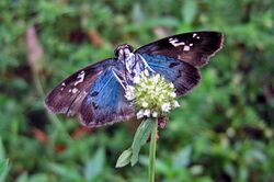 Quadrus cerialis ventral.jpg