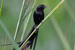 Red-collared Widowbird, Sakania, DR Congo (7147889925).jpg