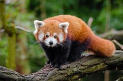 Red panda standing on a branch
