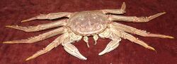Red rock crab, Plagusia chabrus.jpg