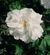 Rosa 'Blanc Double de Coubert'.jpg