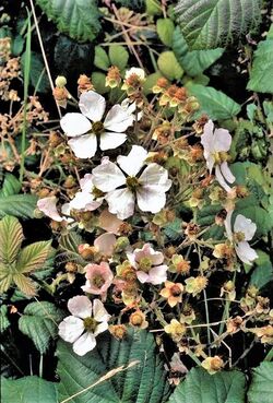 Rubus hochstetterorum Inflor2.jpg