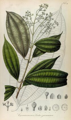 Rumphia, sive, Commentationes botanicæ¦ imprimis de plantis Indiæ¦ Orientalis (8329485945).jpg