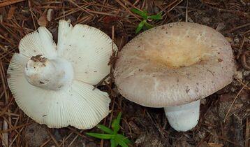 A white mushroom.