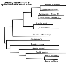 S. intermedius clade.png