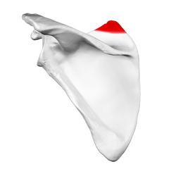 Superior angle of left scapula01.png