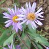 S. molle: Two flower heads of Symphyotrichum molle