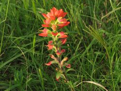 Texas Paintbrush.JPG