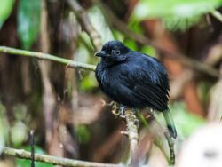 Thamnophilus praecox - Cocha Antshrike - male (cropped).jpg