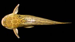 Trachelyopterus lucenai2.jpg