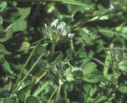 Trifolium trichocalyx.jpg