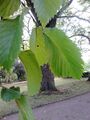 Ulmus x hollandica. Belgrave Crescent Gardens, Edinburgh (6).jpg