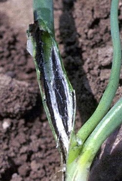 Urocystis colchici var. cepulae on an onion seedling.jpg