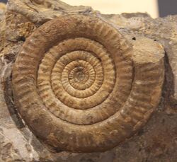 Vermiceras bristol museum.JPG