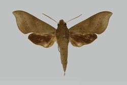 Xylophanes jamaicensis JH170 male up edi.jpg