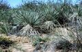 Yucca campestris fh 1179.82 BB.jpg