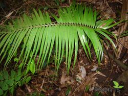 Zamia oreillyi - Copyright.jpg