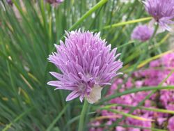 硬皮蔥 Allium ledebourianum -哥本哈根大學植物園 Copenhagen University Botanical Garden- (36871613992).jpg