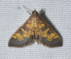 - 5143 – Diacme adipaloides – Darker Diacme Moth (21466991269).jpg