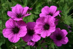 0 Geranium psilostemon ‘Bressingham Fair’ - Yvoire.jpg