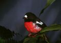 1976.08.02 12.45 pm Pacific robin, Nadarivatu-Nadrau Plateau, Fiji 2897 c.jpg