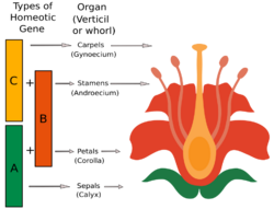 ABC Model.svg