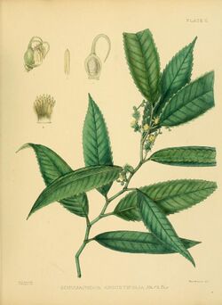 A hand-book to the flora of Ceylon (Plate II) (6430631557).jpg