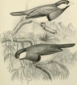 A monograph of the weaver-birds, Ploceidand arboreal and terrestrial finches, Fringillid (1888) (14563268269).jpg