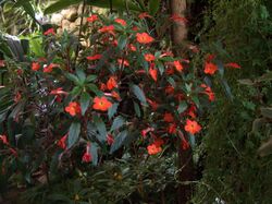 Achimenes erecta flores et folia.jpg