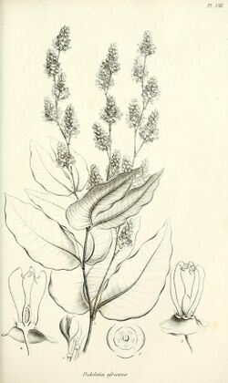 Adansonia; recueil d'observations botaniques (16150404584).jpg