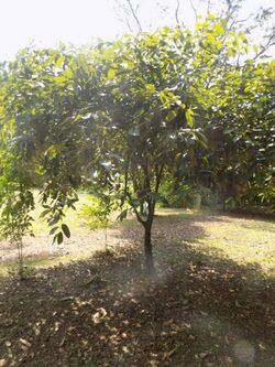 Afrostyrax lepidophyllus - Arbre.jpg