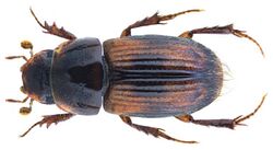 Aganocrossus amoenus (Boheman, 1857).jpg