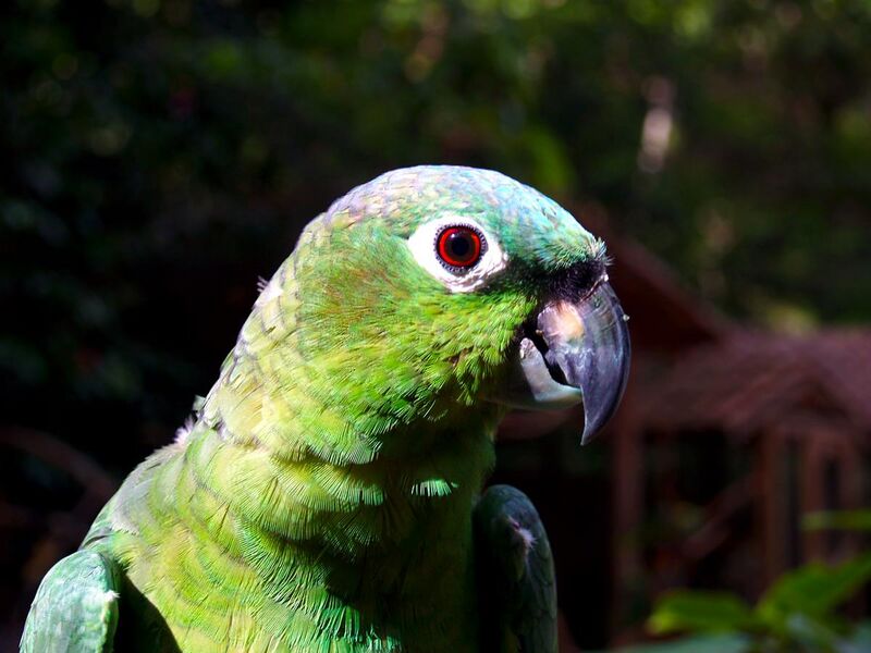 File:Amazona farinosa -Macaw Mountain Bird Park-8b.jpg