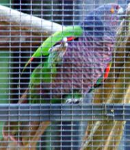Photo of a mainly violet and green parrot in a cage