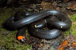 coiled black snake