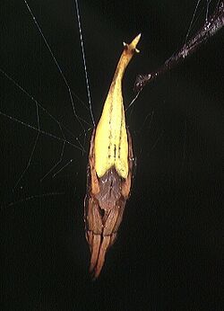 Arachnura.melanura.female.1.-.tanikawa.jpg