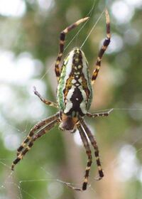 Araneus bradleyi - 17mm body length - 35mm entire length.jpg