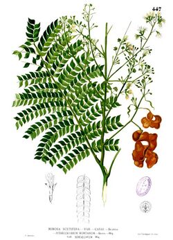 Archidendron scutiferum Blanco2.447.jpg